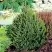 Ель КОМПАКТА обыкновенная в Солигорске