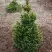 Ель ВИЛС ЦВЕРГ обыкновенная в Солигорске