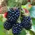 Ежевика ОУАЧИТА бесшипная  в Солигорске