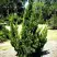 Можжевельник КАЙЗУКА китайский в Солигорске