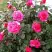 Роза МАЛИНОВЫЙ ЗВОН чайно-гибридная в Солигорске