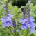 Вероника РОЯЛ БЛЮ большая в Солигорске
