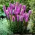 Лиатрис РОЗЕА колосковая в Солигорске