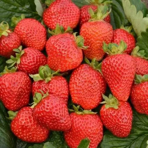 Клубника САН АНДРЕАС ремонтантная  Клубника САН АНДРЕАС ремонтантная в Солигорске