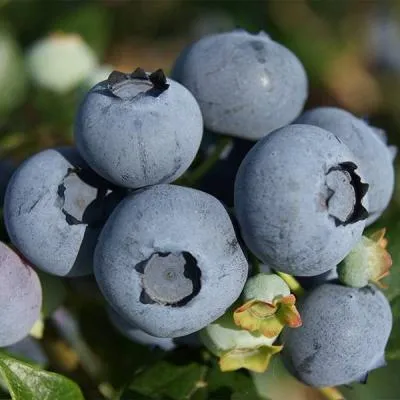 Высокорослые сорта  в Солигорске