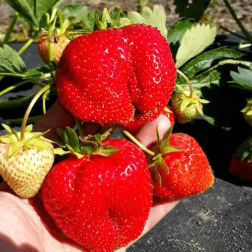 Клубника АПРИКА  Клубника АПРИКА в Солигорске