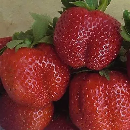 Клубника ДЕСТЕНИ  Клубника ДЕСТЕНИ в Солигорске