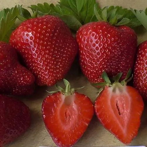 Клубника САНДРА  Клубника САНДРА в Солигорске