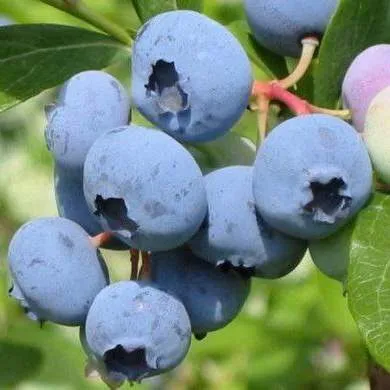 Поздние сорта в Солигорске