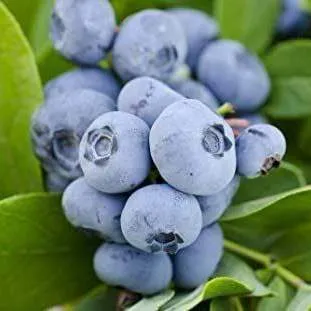 Ранние сорта в Солигорске