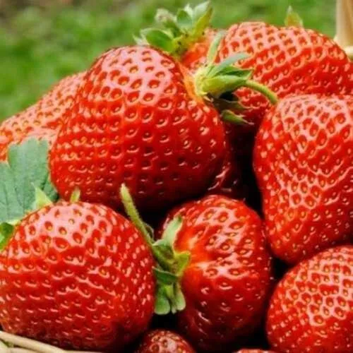 Клубника ФЛОРЕНС  Клубника ФЛОРЕНС в Солигорске