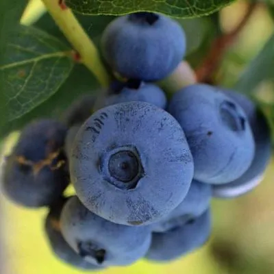 Средние сорта в Солигорске