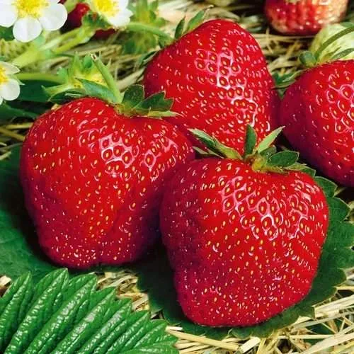 Клубника ВИМА ЗАНТА  Клубника ВИМА ЗАНТА в Солигорске