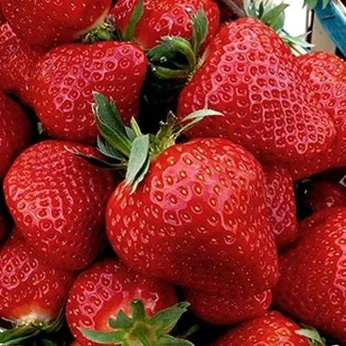 Клубника КЛЕРИ  Клубника КЛЕРИ в Солигорске