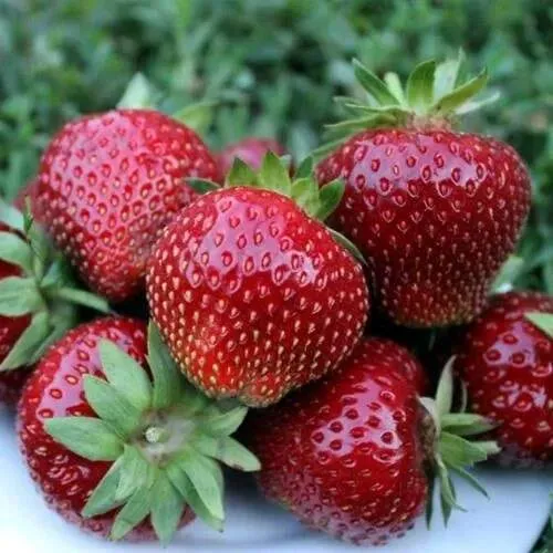 Клубника МАЛЬВИНА  Клубника МАЛЬВИНА в Солигорске