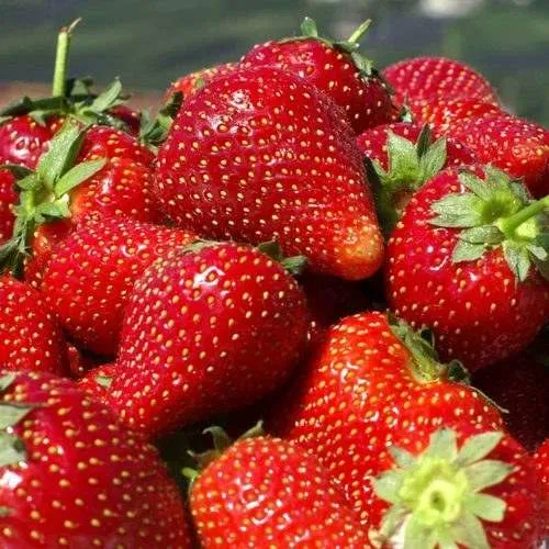 Клубника ПИРЧИНКЬЮ  Клубника ПИРЧИНКЬЮ в Солигорске