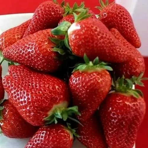 Клубника БРИЛЛА  Клубника БРИЛЛА в Солигорске