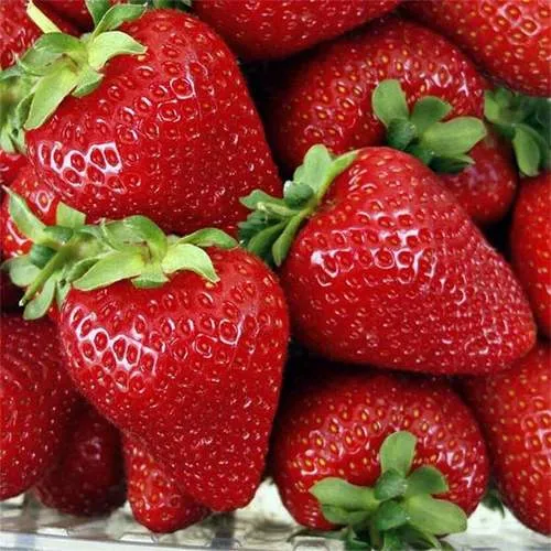 Клубника СКАЛА  Клубника СКАЛА в Солигорске