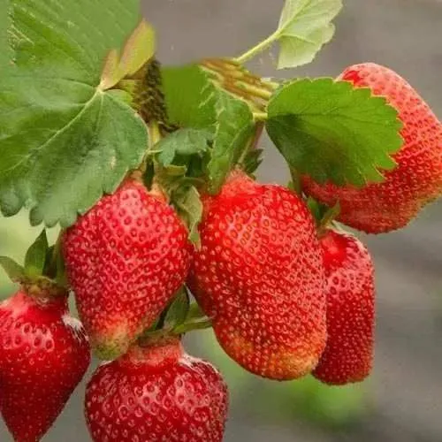 Клубника АЗИЯ  Клубника АЗИЯ в Солигорске