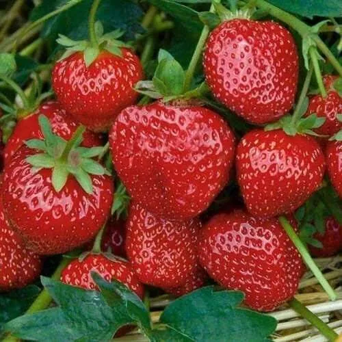 Клубника СЕЛЬВА ремонтантная  Клубника СЕЛЬВА ремонтантная в Солигорске