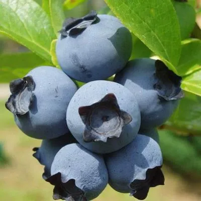 Сладкие сорта  в Солигорске