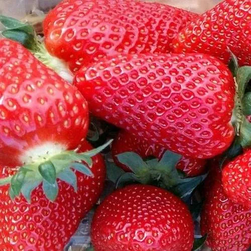 Клубника АМИ  Клубника АМИ в Солигорске