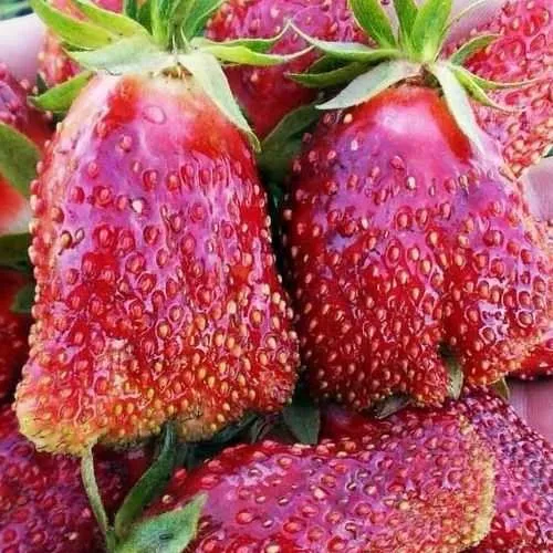 Клубника КУПЧИХА  Клубника КУПЧИХА в Солигорске