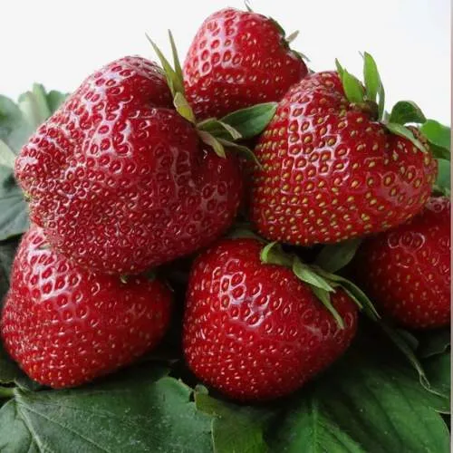 Клубника НАБИЛА  Клубника НАБИЛА в Солигорске