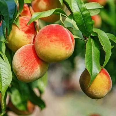 Персик  Персик в Солигорске