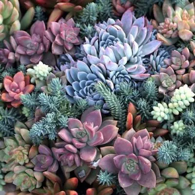 Суккуленты  Суккуленты в Солигорске