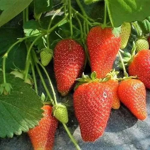 Клубника РОКСАНА  Клубника РОКСАНА в Солигорске