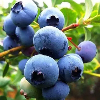 Низкорослые сорта  в Солигорске