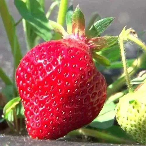 Клубника ХОНЕЙ  Клубника ХОНЕЙ в Солигорске