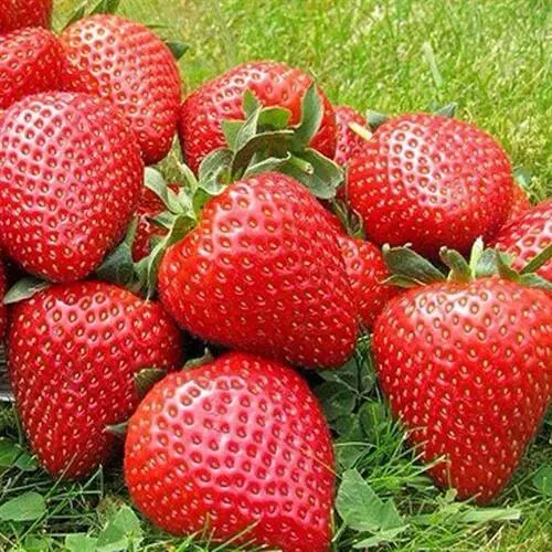 Клубника ЭЛИАНЕ  Клубника ЭЛИАНЕ в Солигорске