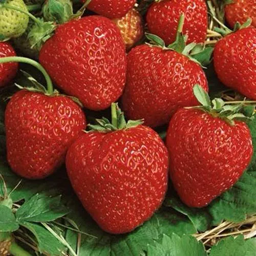 Клубника КОРОНА  Клубника КОРОНА в Солигорске