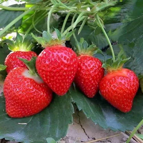 Клубника ТЕА  Клубника ТЕА в Солигорске