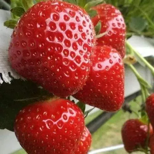 Клубника АРГЕНТЕРА  Клубника АРГЕНТЕРА в Солигорске