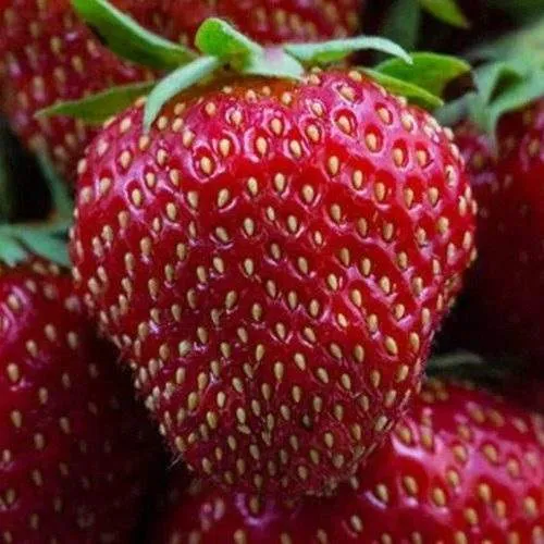 Клубника НАНДИ  Клубника НАНДИ в Солигорске