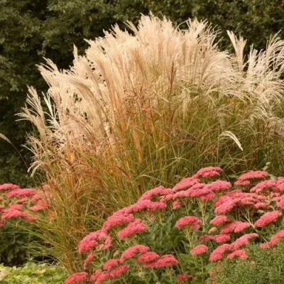 Злаки  Злаки в Солигорске