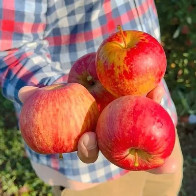 Яблоня КРАСАВИТА  Яблоня КРАСАВИТА в Солигорске