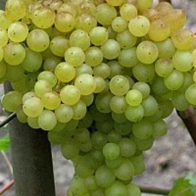 Виноград КИШМИШ 342  Виноград КИШМИШ 342 в Солигорске