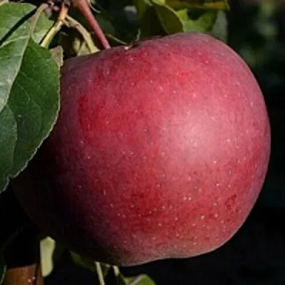 Яблоня БЕЛОРУССКОЕ СЛАДКОЕ  Яблоня БЕЛОРУССКОЕ СЛАДКОЕ в Солигорске