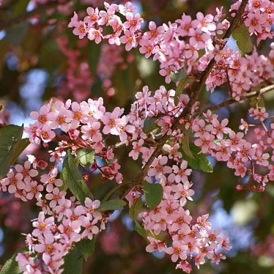 Черемуха КОЛОРАТА в Солигорске