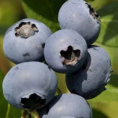 Голубика ЧАНДЛЕР в Солигорске