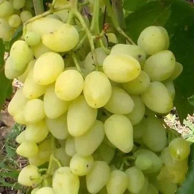 Виноград ЗАРНИЦА  Виноград ЗАРНИЦА в Солигорске