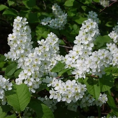 Черемуха ПАМЯТИ САЛАМАТОВА в Солигорске