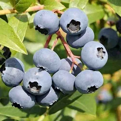 Голубика КРОЭТЭН в Солигорске