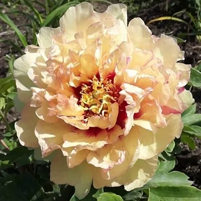 саженцы пиона саженцы пиона