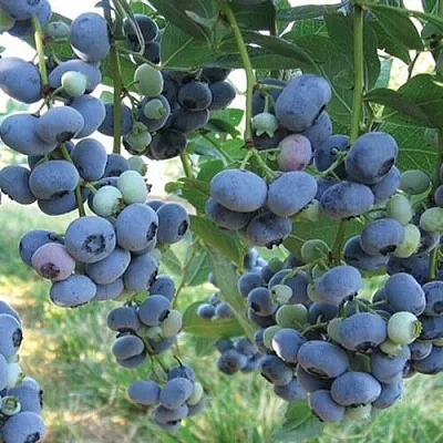 Голубика ЛИБЕРТИ в Солигорске