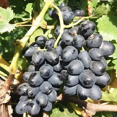 Виноград КИШМИШ АТТИКА  Виноград КИШМИШ АТТИКА в Солигорске